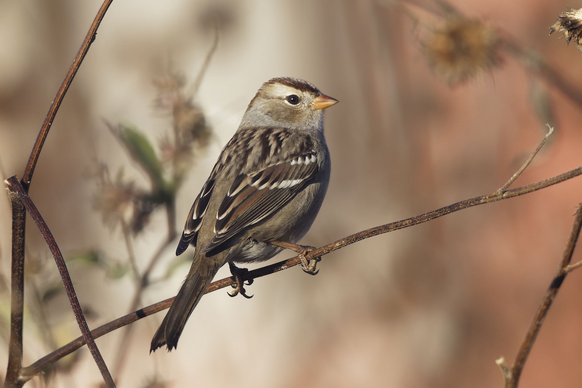 White-crowned Sparrow - ML644044604