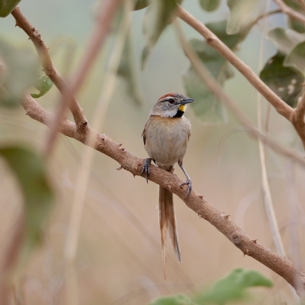 Chotoy Spinetail - ML644044620