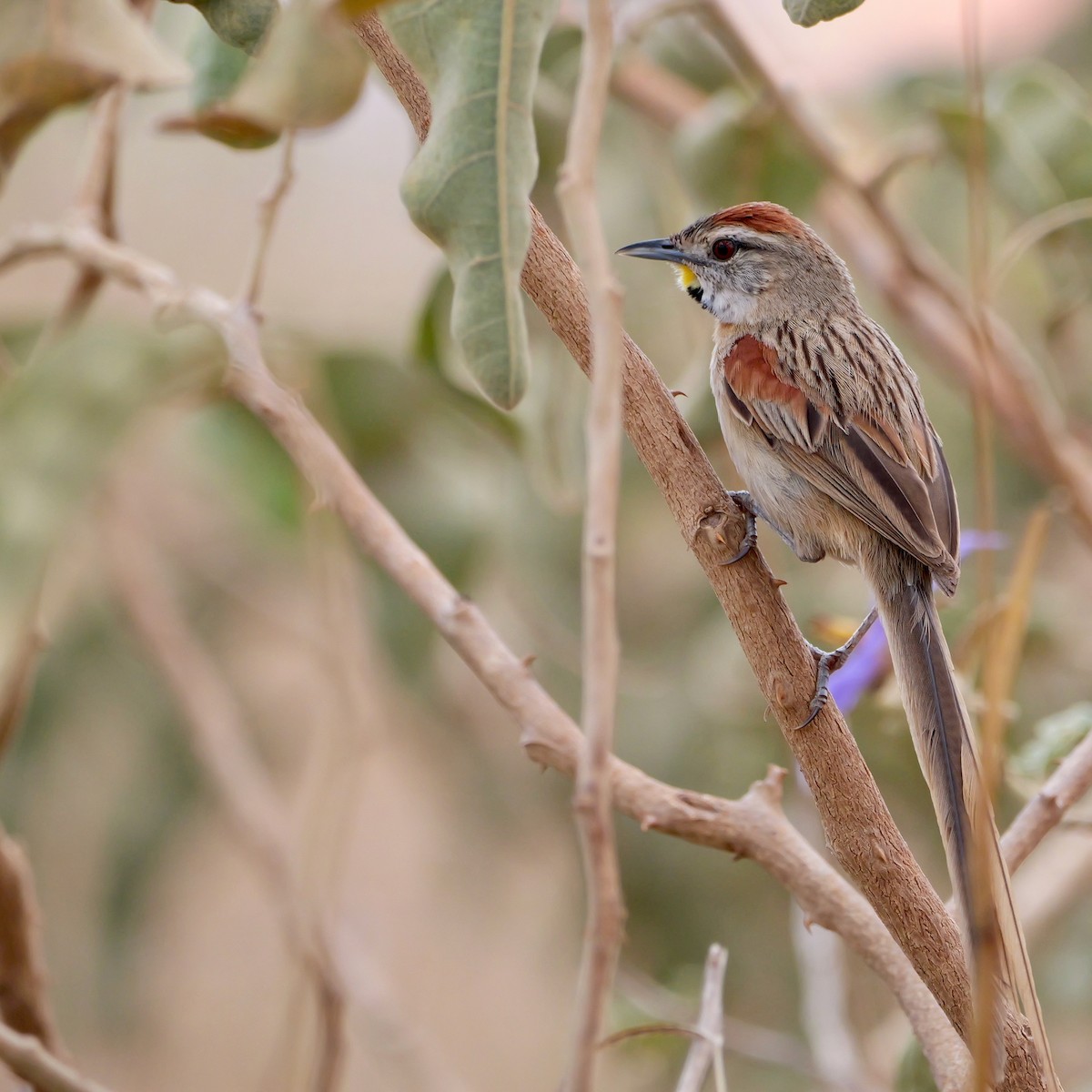 Chotoy Spinetail - ML644044621