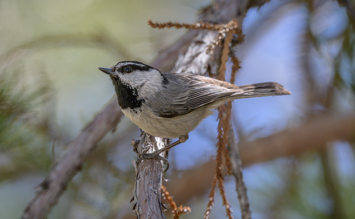 Mountain Chickadee - ML644044623