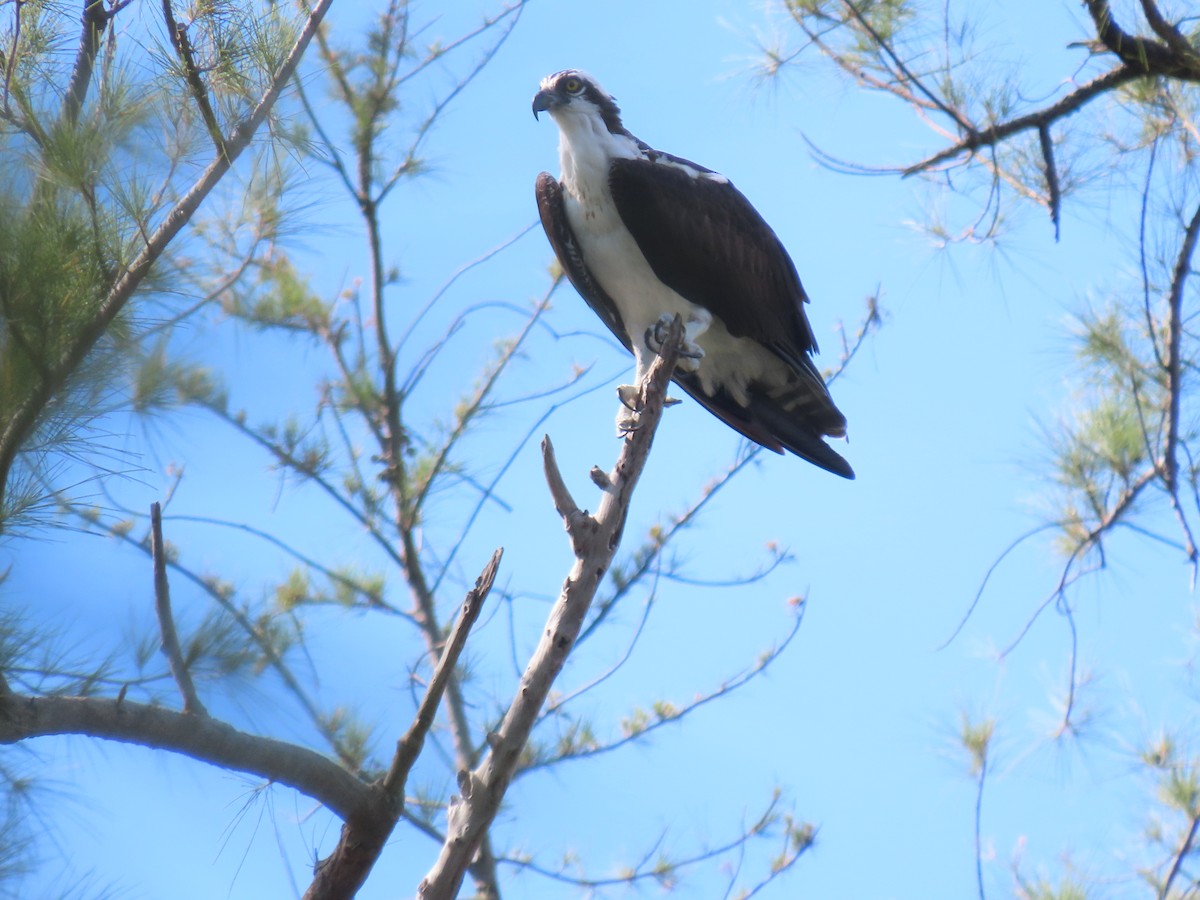 Osprey - ML644044625