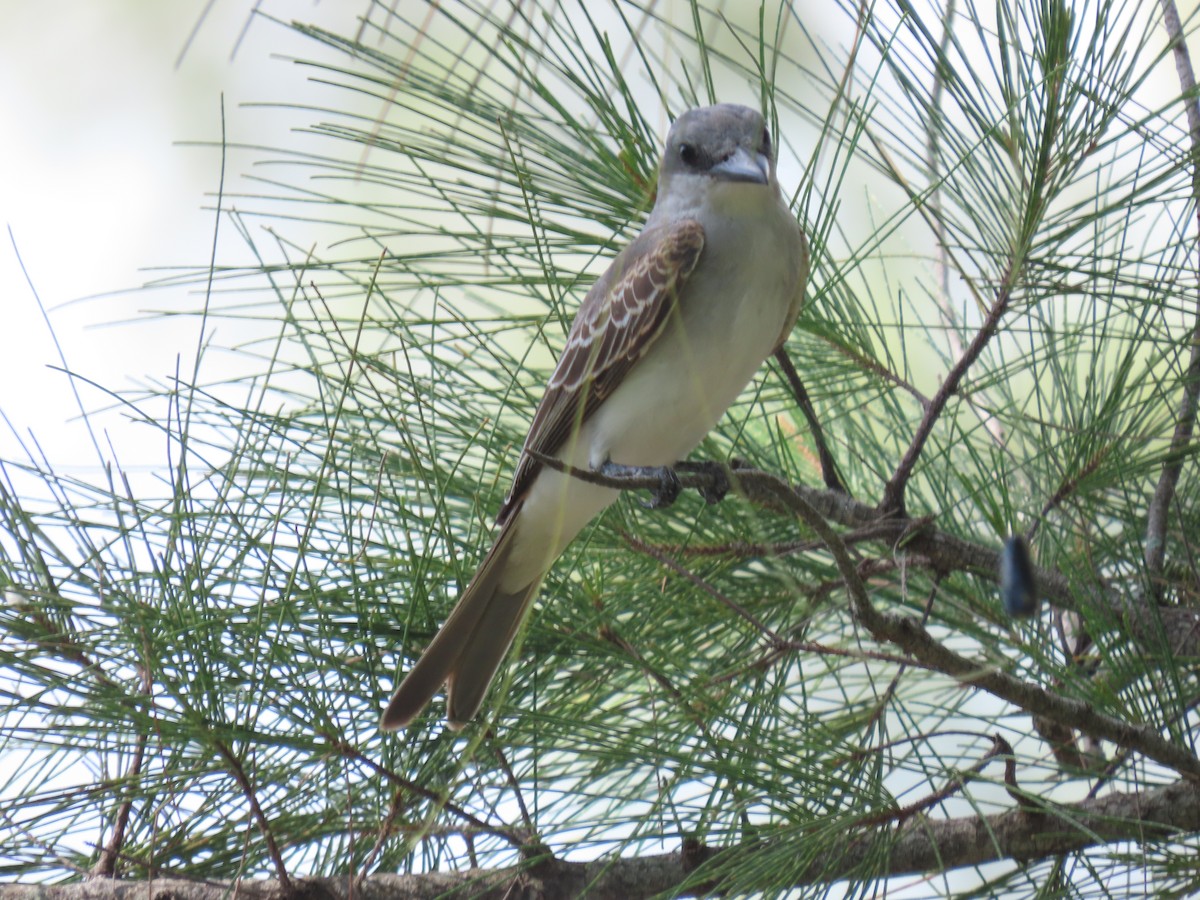 Gray Kingbird - ML644044635