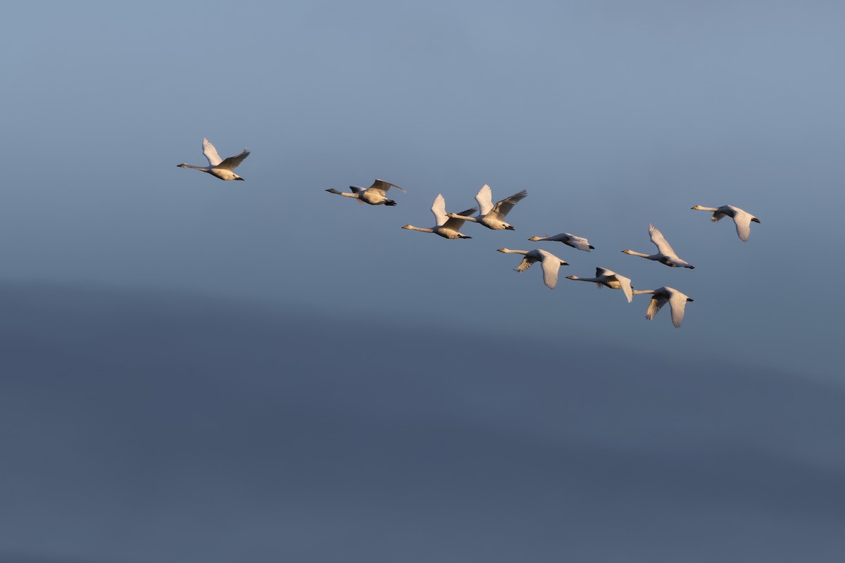 Whooper Swan - ML644044636