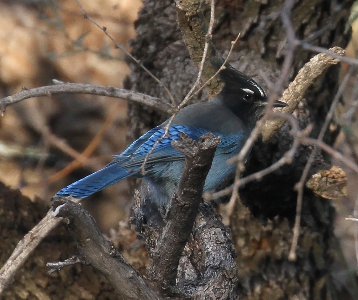 Steller's Jay - ML644044650