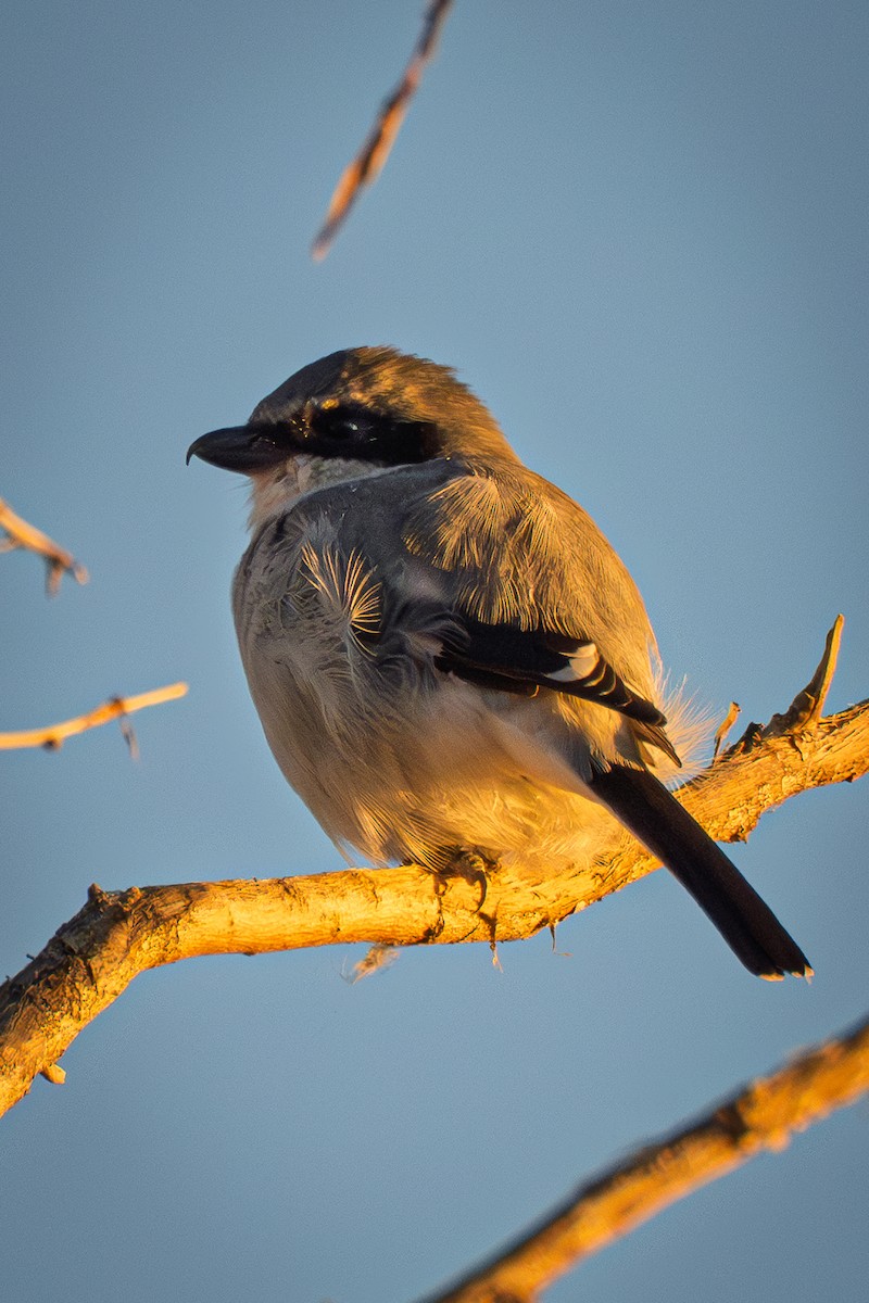 Loggerhead Shrike - ML644044657