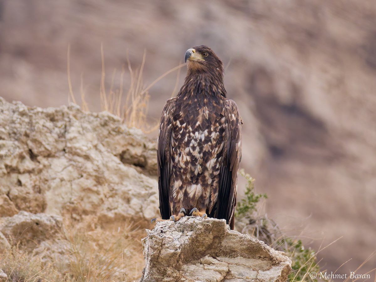 Aigle impérial - ML644044664