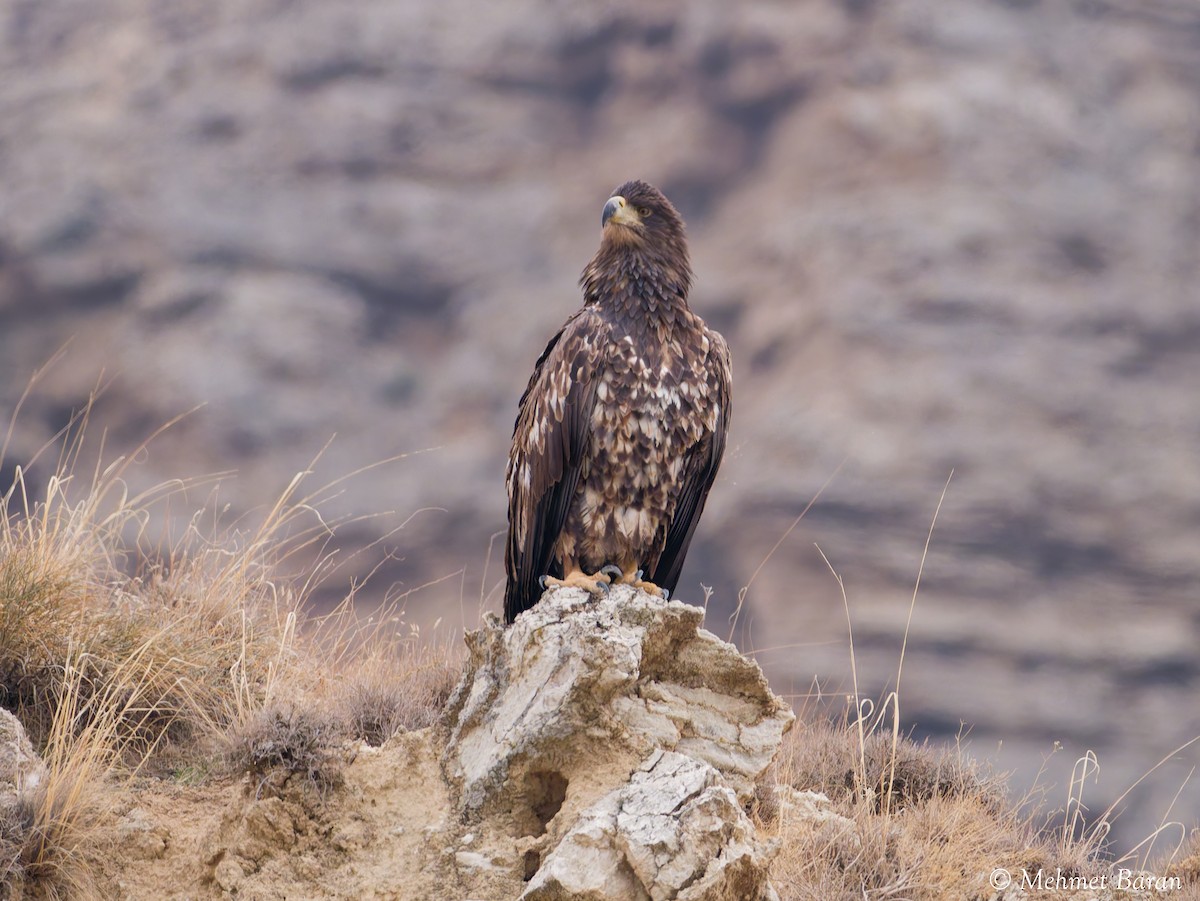 Aigle impérial - ML644044665