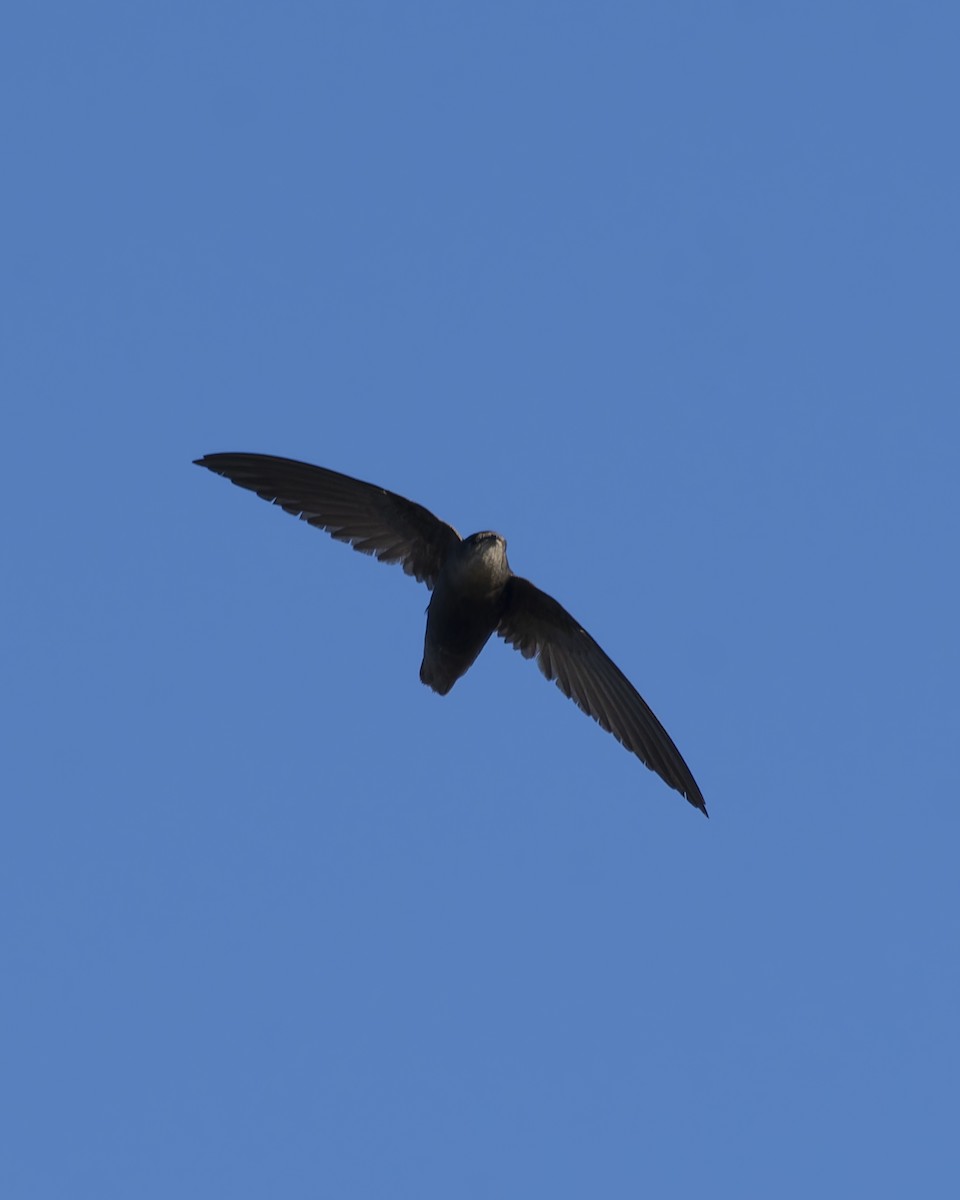 Vencejo de Tormenta - ML644044668