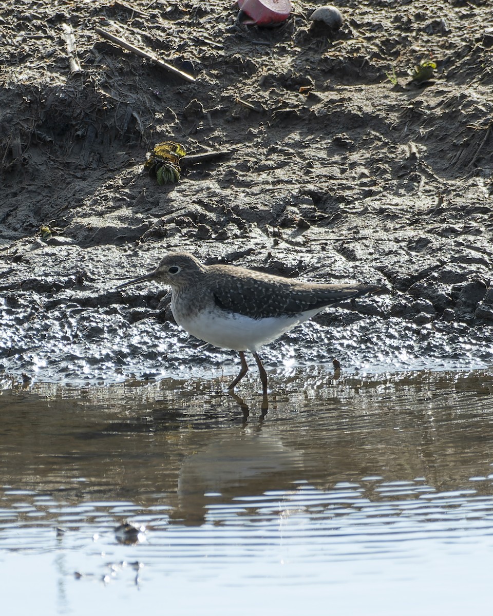 Solitary Sandpiper - ML644044676