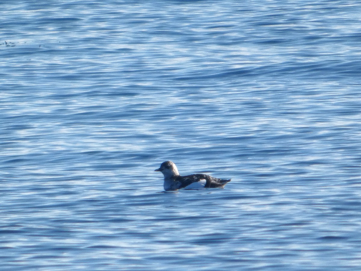 Black Guillemot - ML644044685