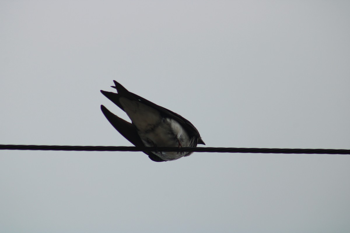 Gray-breasted Martin - ML644044695