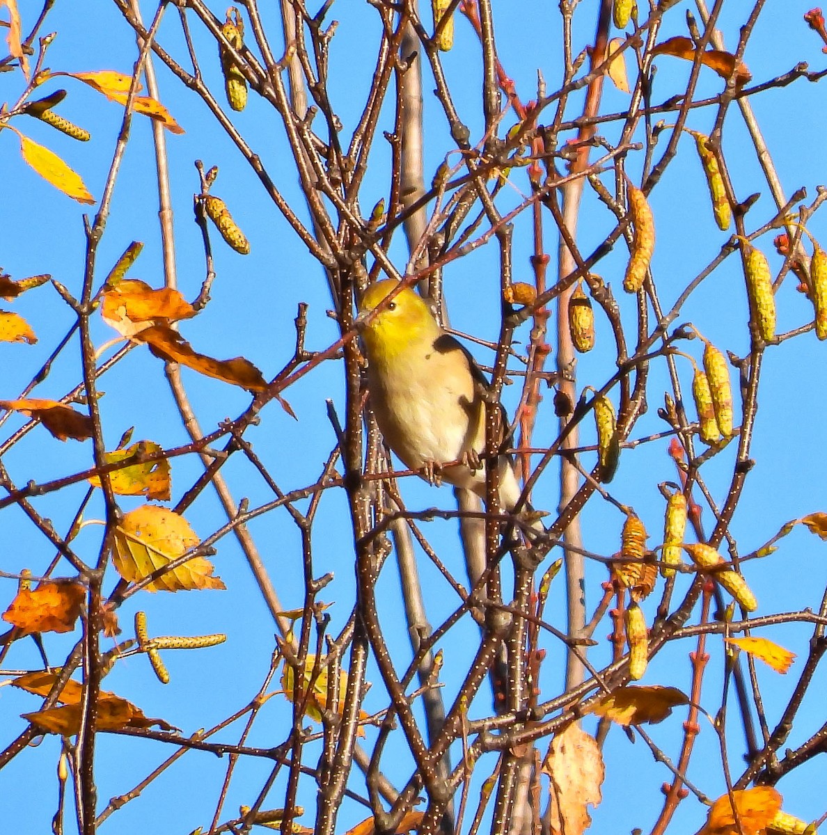 Chardonneret jaune - ML644044717
