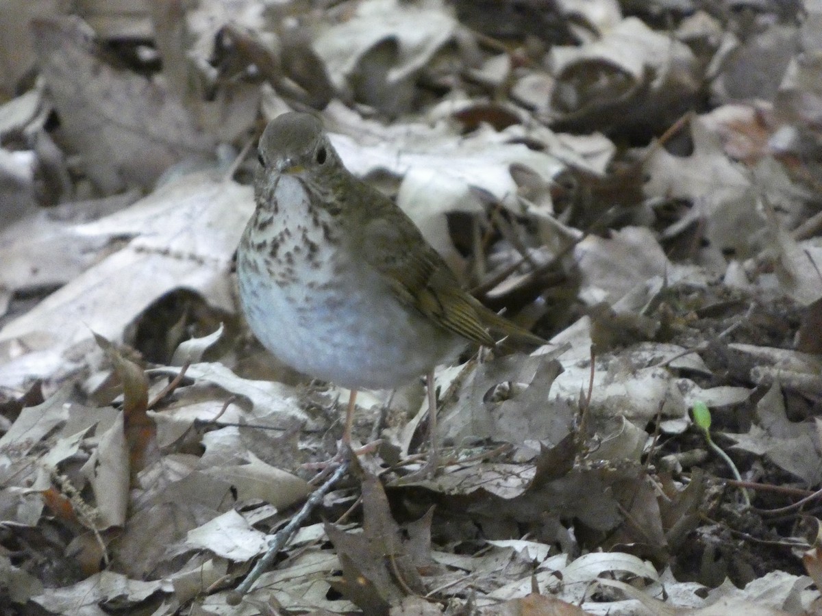 Bicknell's Thrush - ML644044718