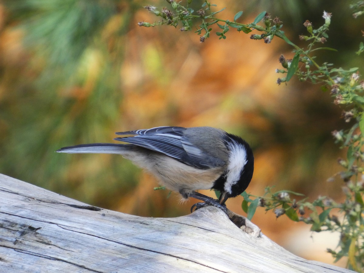 Mésange à tête noire - ML644044725