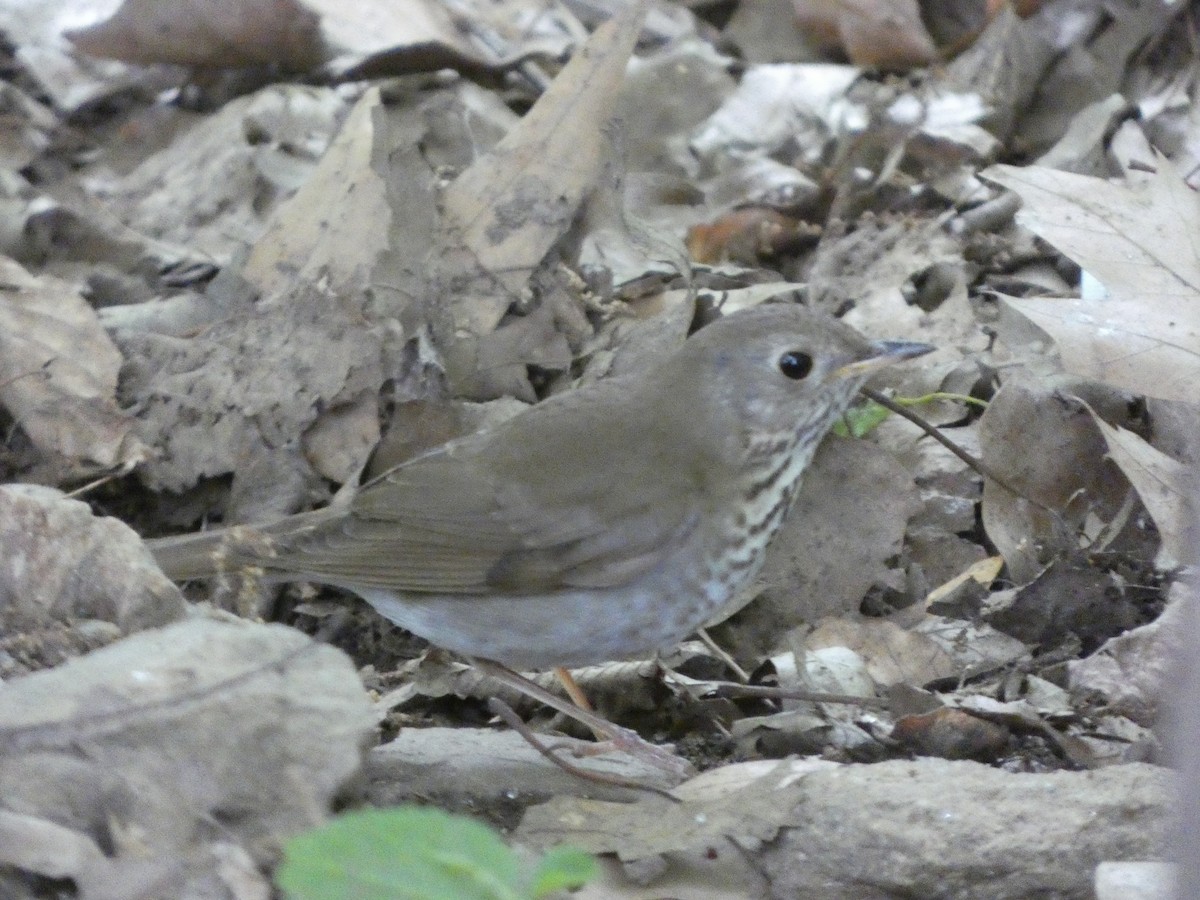 Bicknell's Thrush - ML644044730