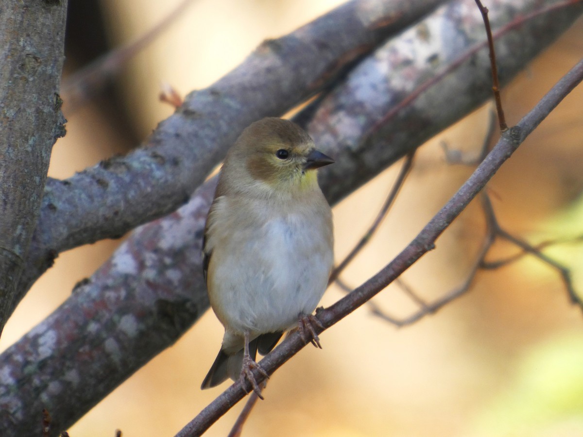 Chardonneret jaune - ML644044733