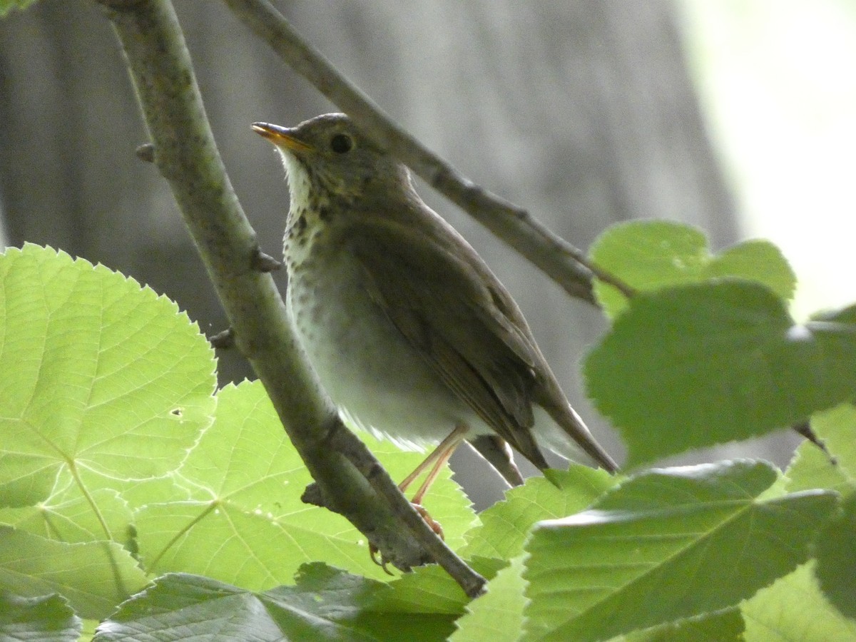 Bicknell's Thrush - ML644044738