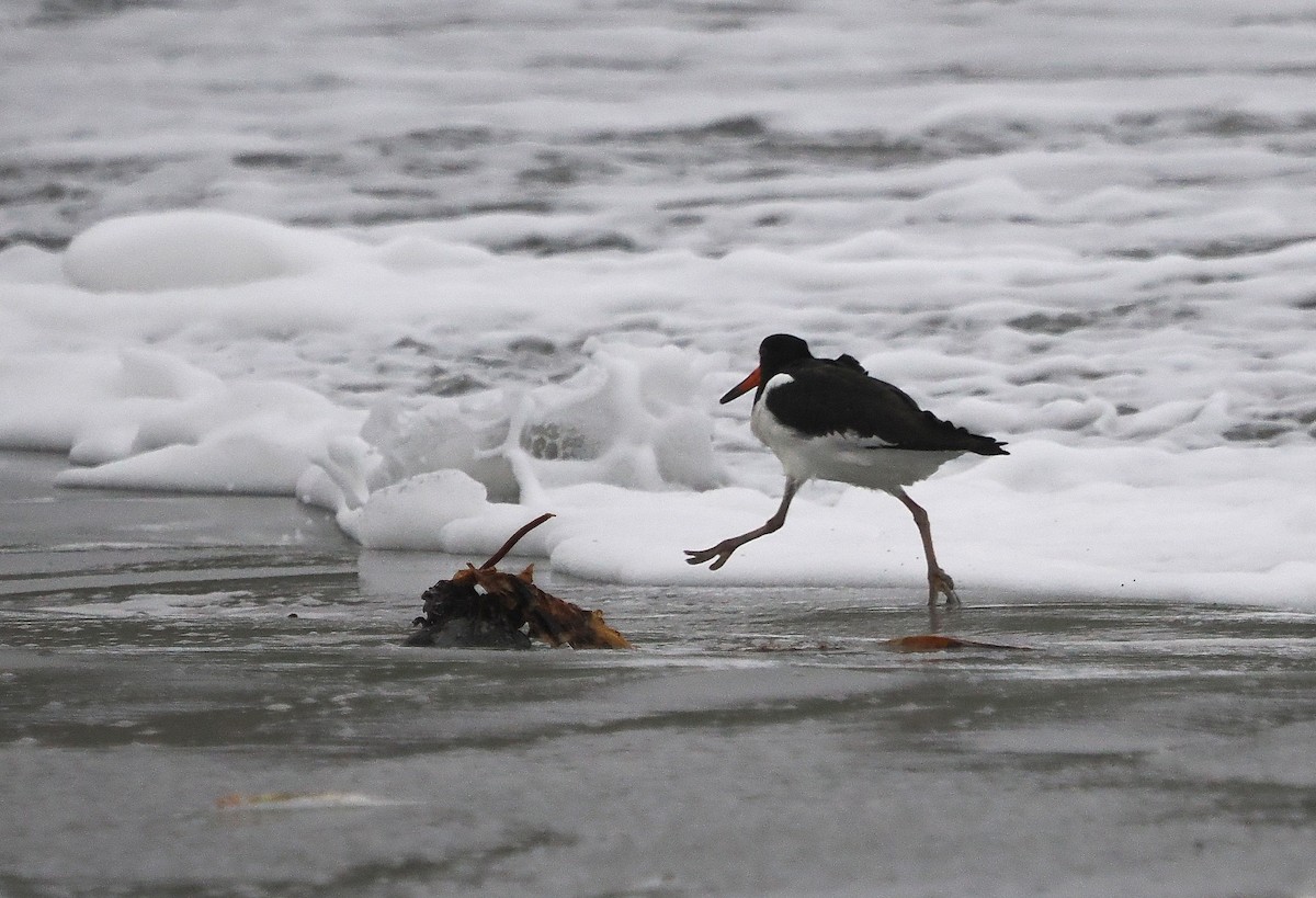 Eurasian Oystercatcher - ML644044746