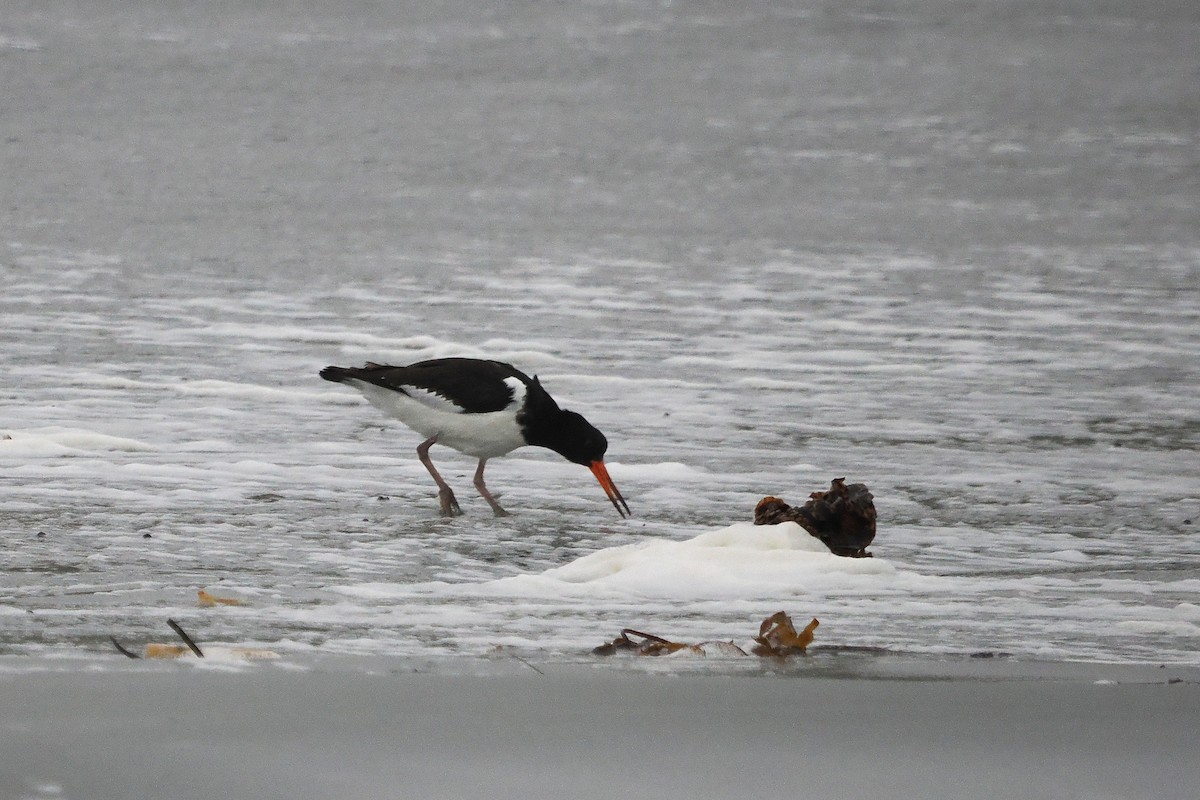 Eurasian Oystercatcher - ML644044747