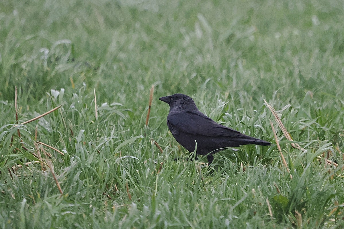Eurasian Jackdaw - ML644044753