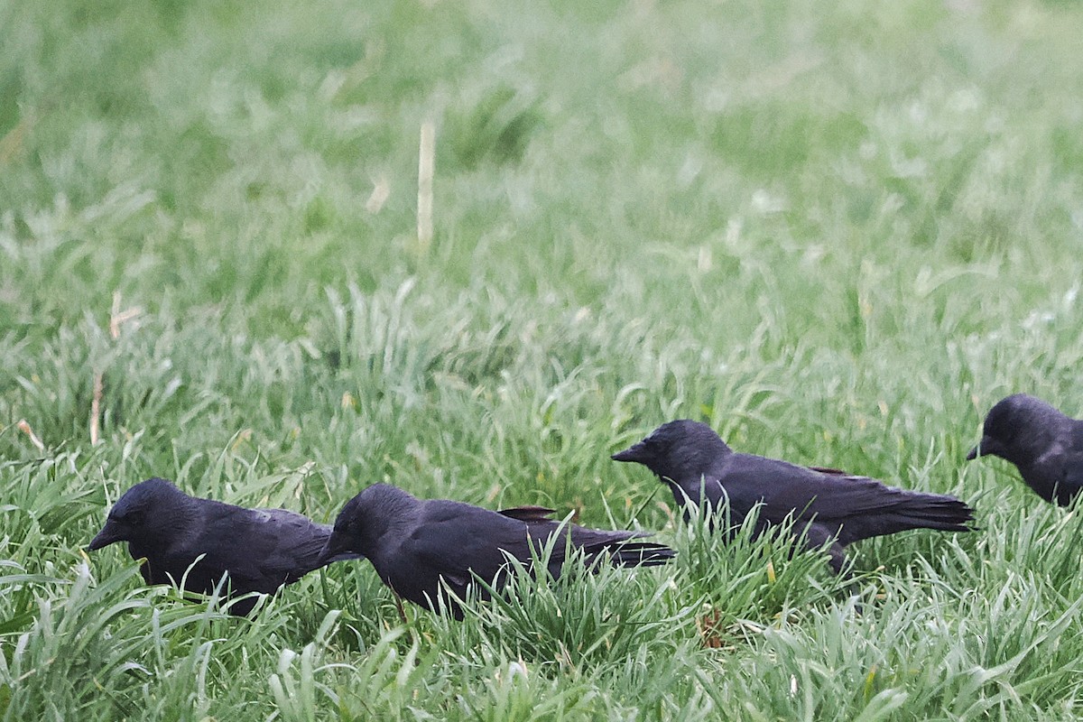 Eurasian Jackdaw - ML644044754