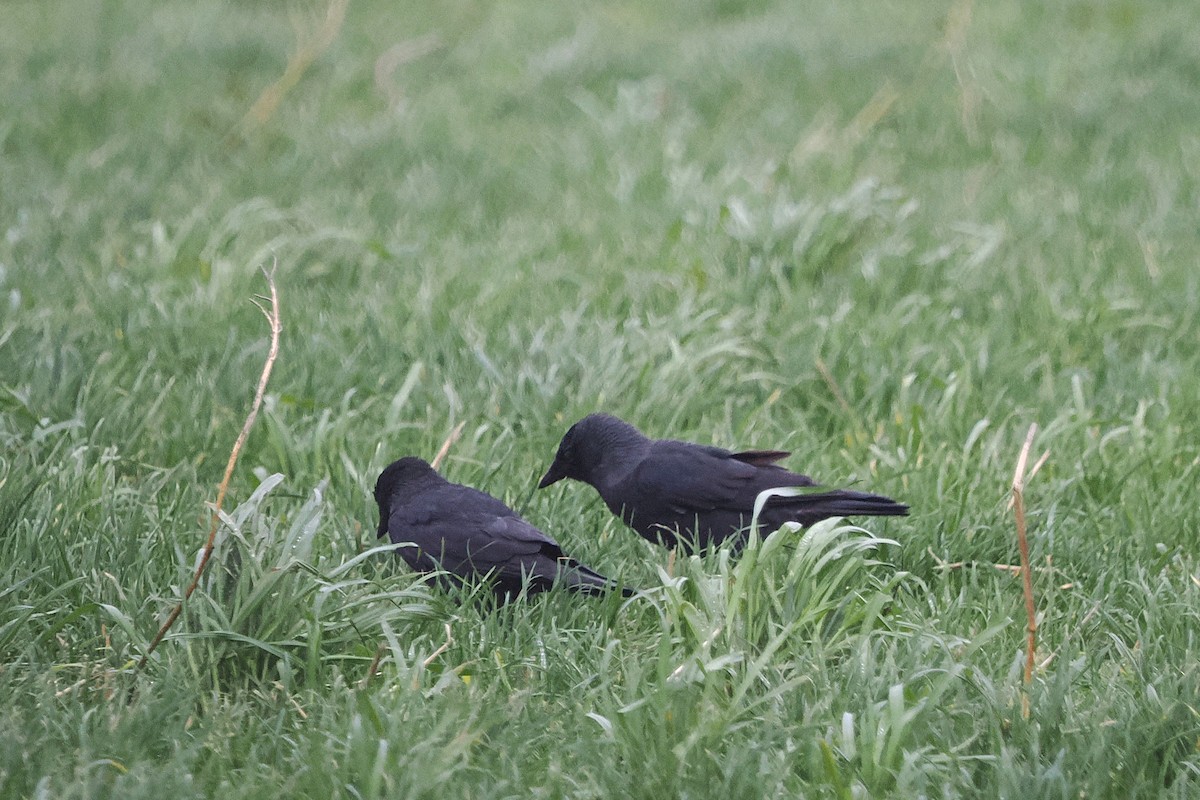 Eurasian Jackdaw - ML644044755