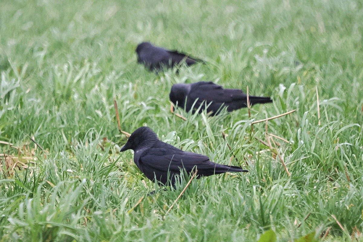 Eurasian Jackdaw - ML644044756