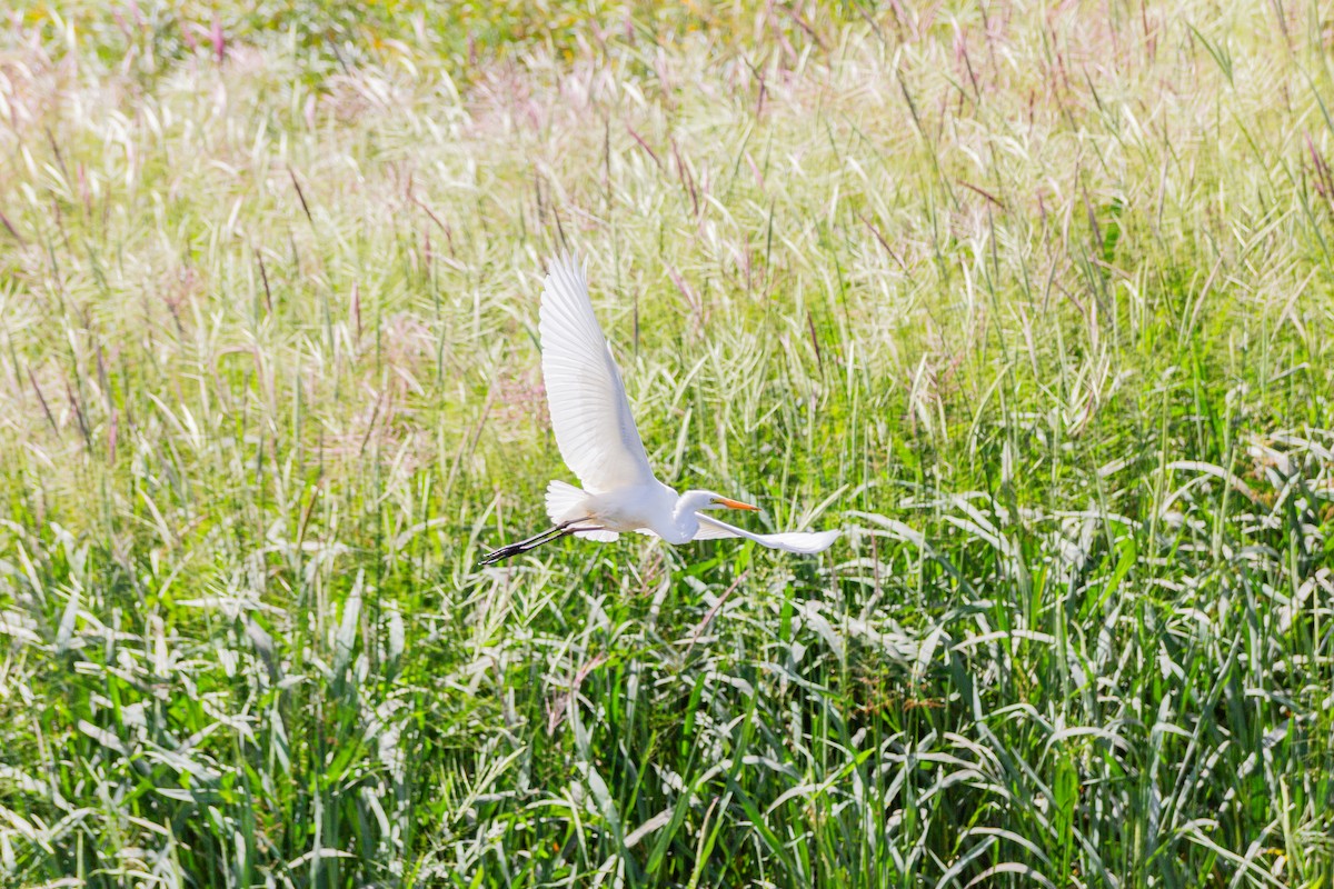 Grande Aigrette - ML644044772