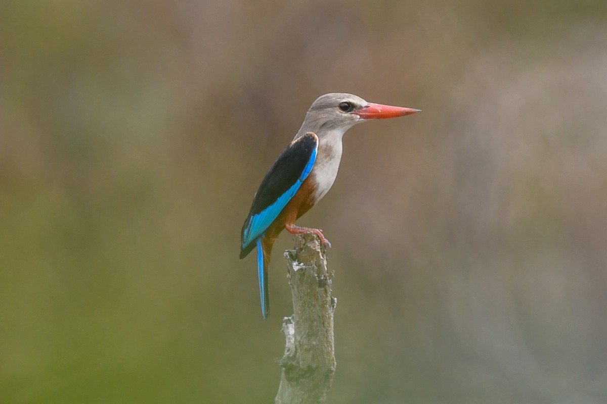 Alción Cabeciblanco - ML644044778