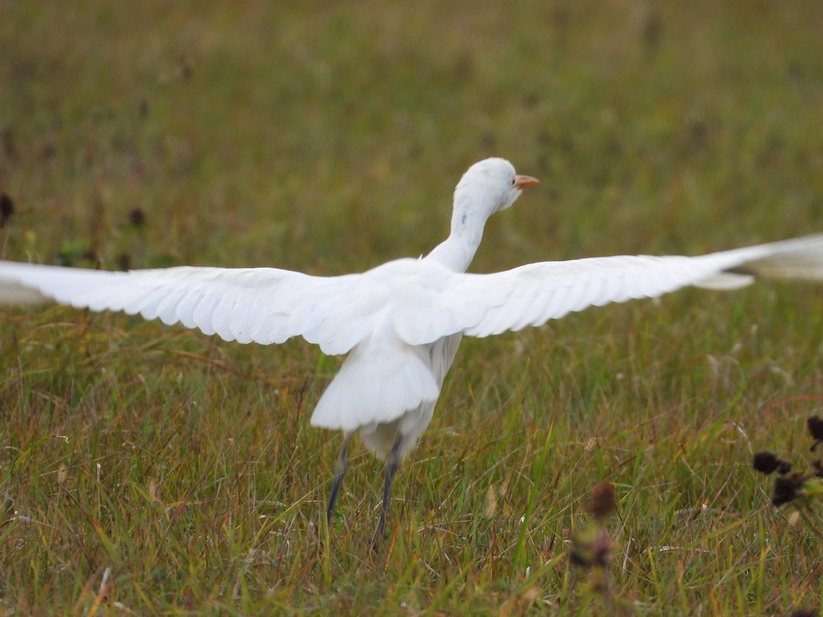 ニシアマサギ - ML644044806