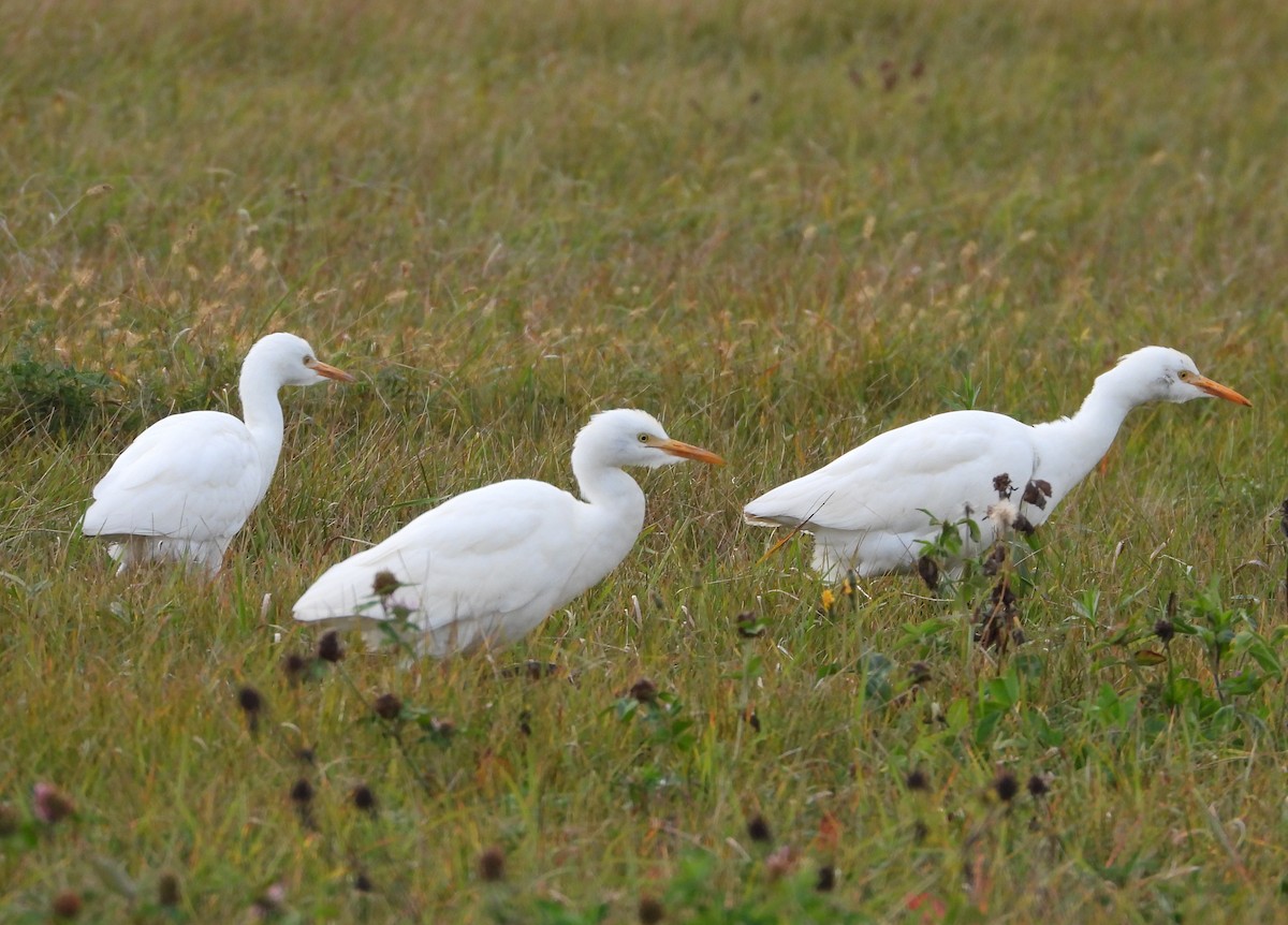 ニシアマサギ - ML644044813