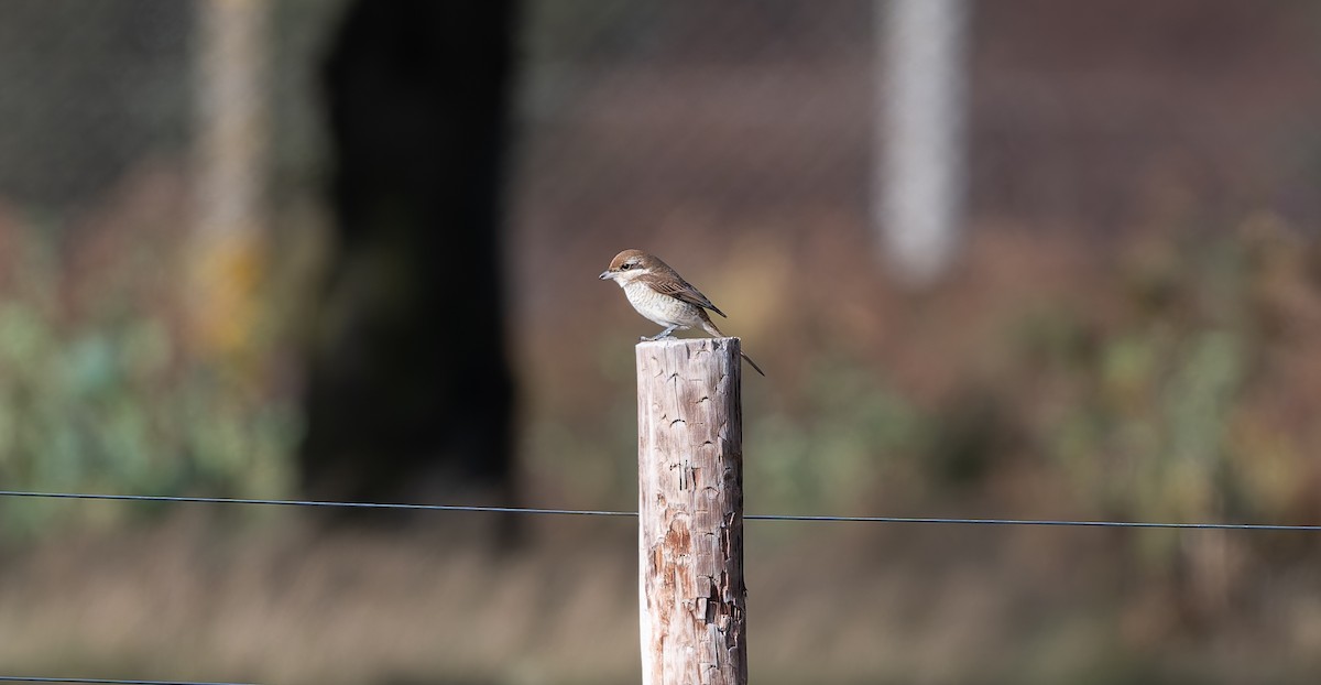 Brown Shrike - ML644044817