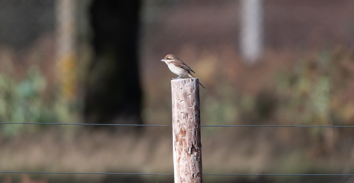 Brown Shrike - ML644044818