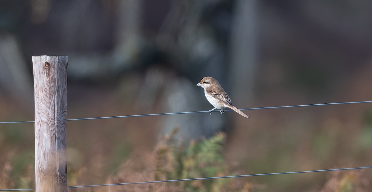 Brown Shrike - ML644044819