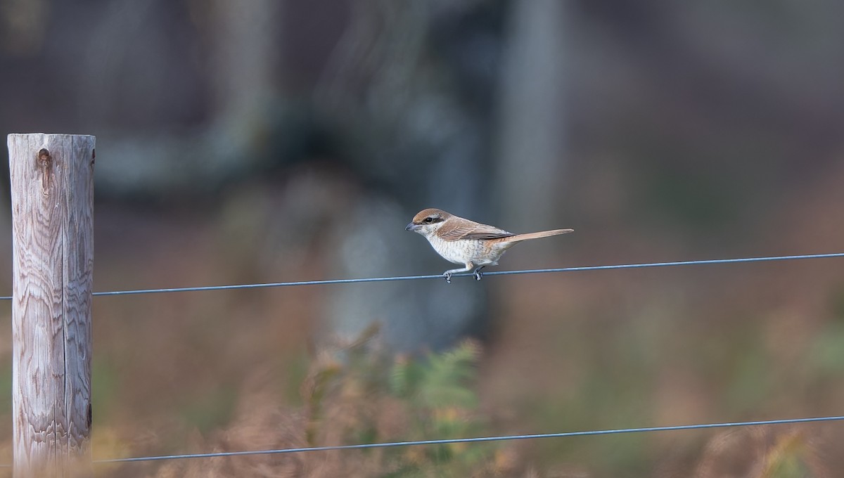 Brown Shrike - ML644044820