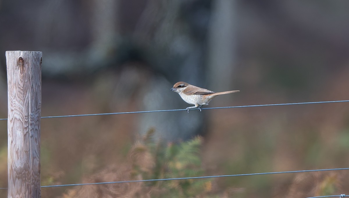 Brown Shrike - ML644044821