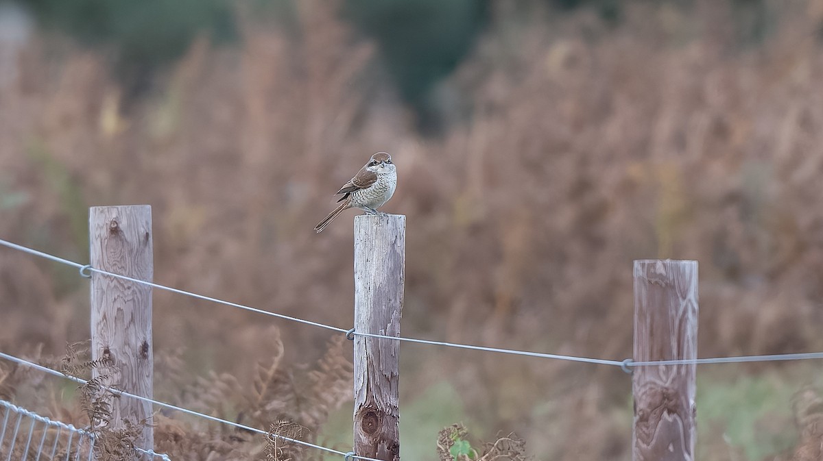 Brown Shrike - ML644044822