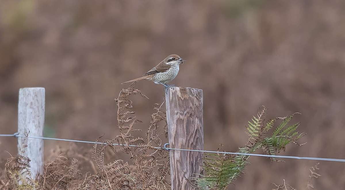 Brown Shrike - ML644044823