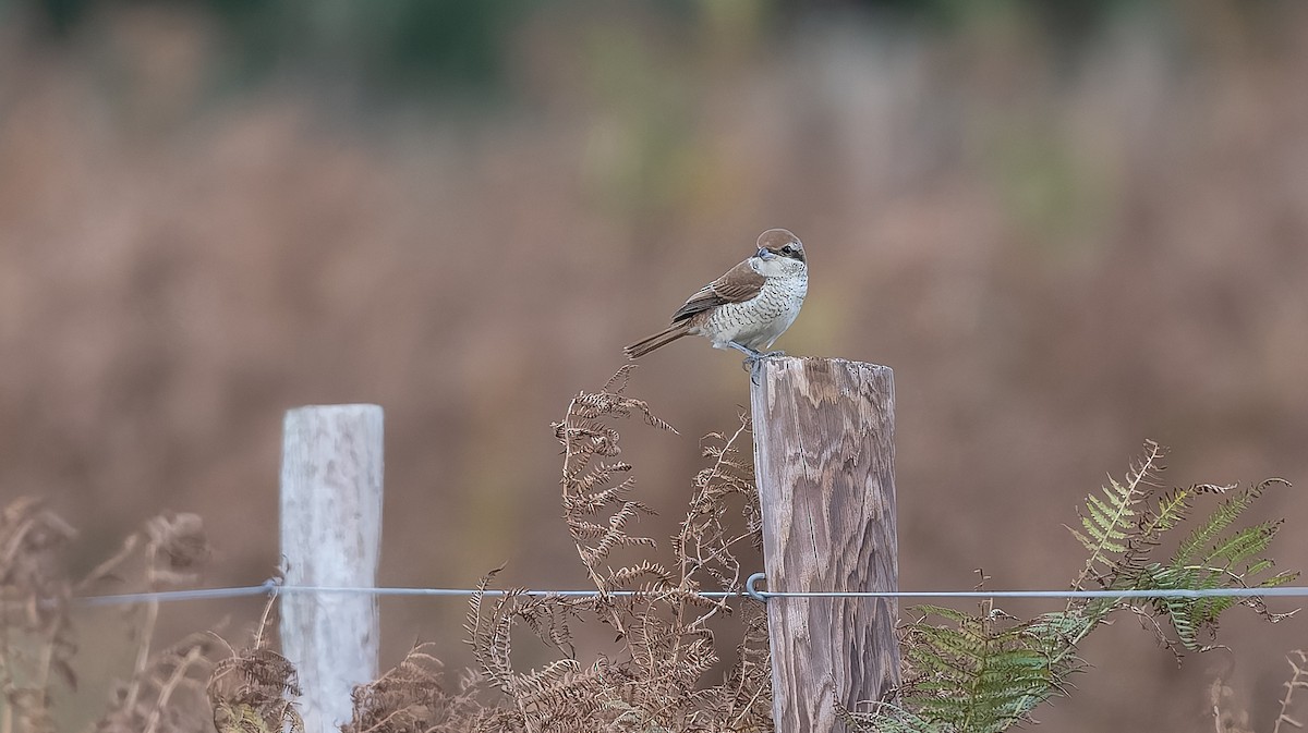 Brown Shrike - ML644044824