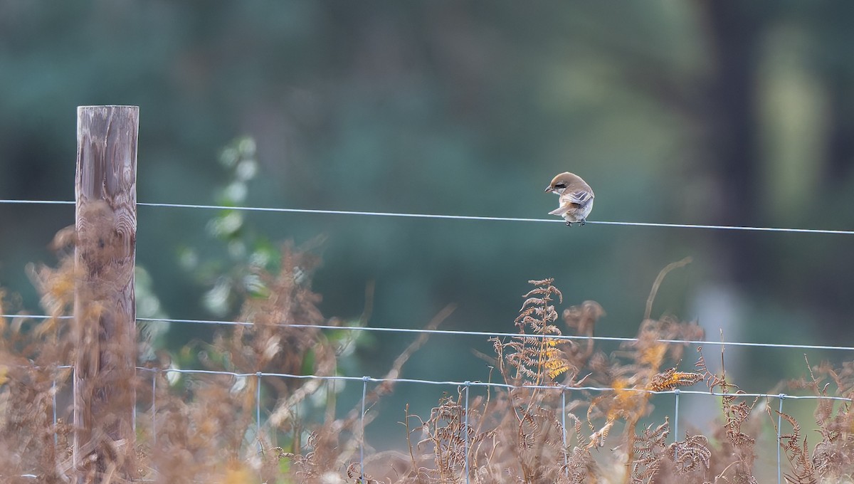 Brown Shrike - ML644044825