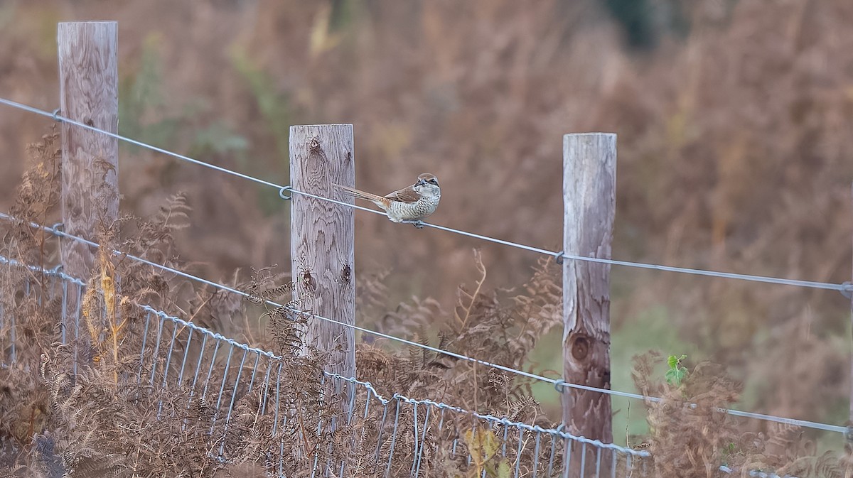 Brown Shrike - ML644044826