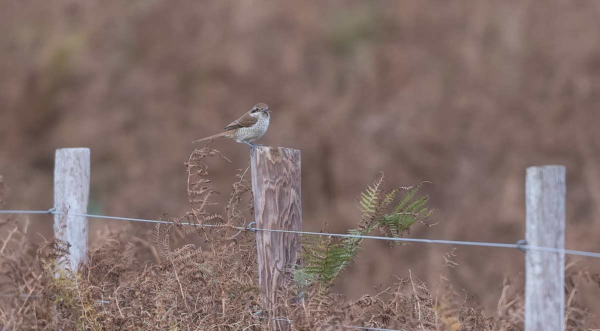 Brown Shrike - ML644044827