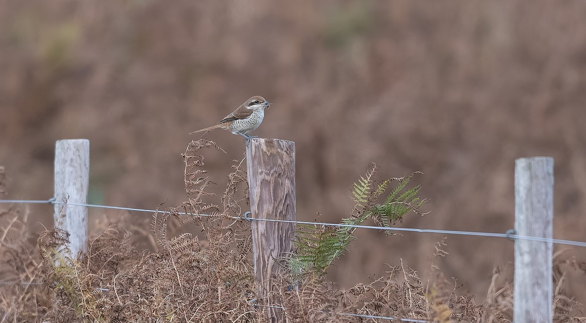 Brown Shrike - ML644044828