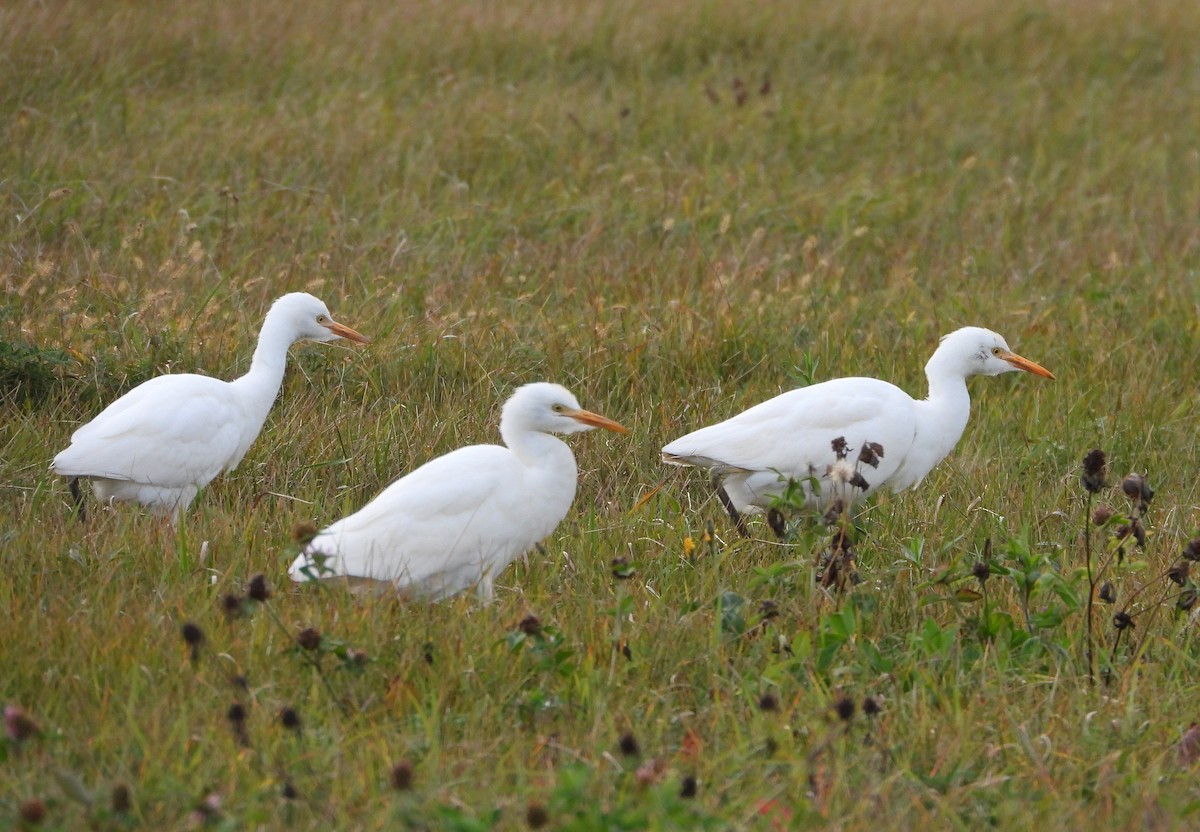 ニシアマサギ - ML644044830