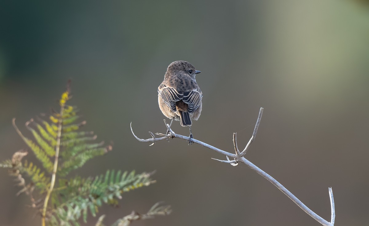 European Stonechat - ML644044831