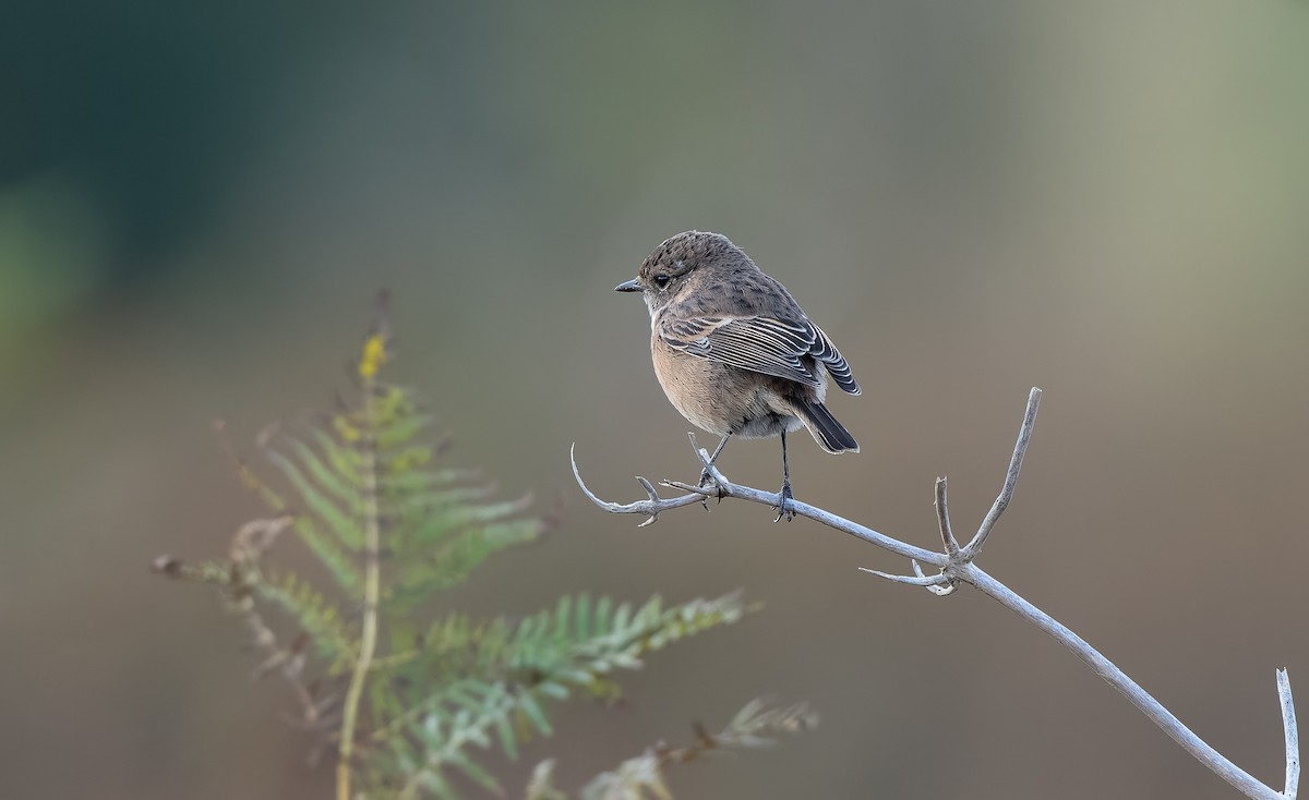 European Stonechat - ML644044832