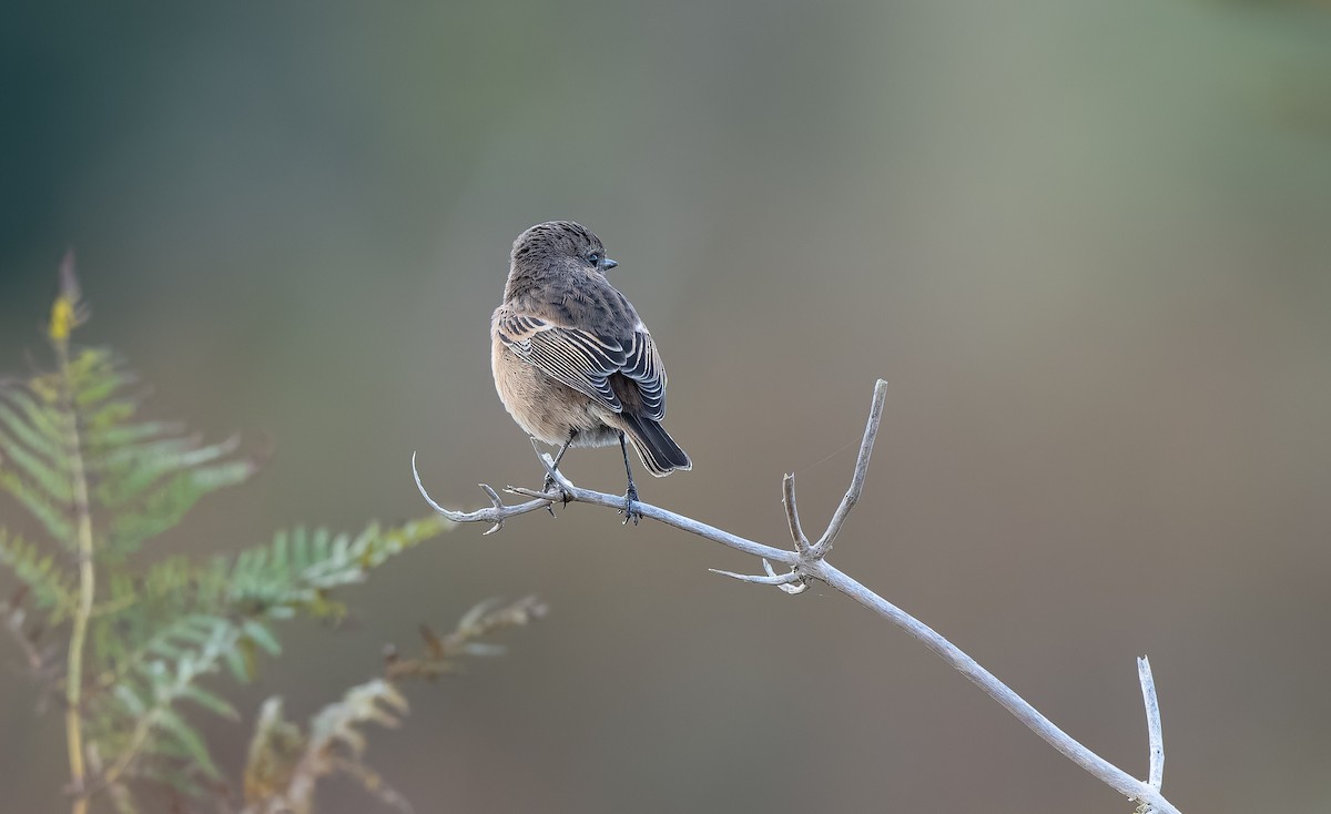 European Stonechat - ML644044833