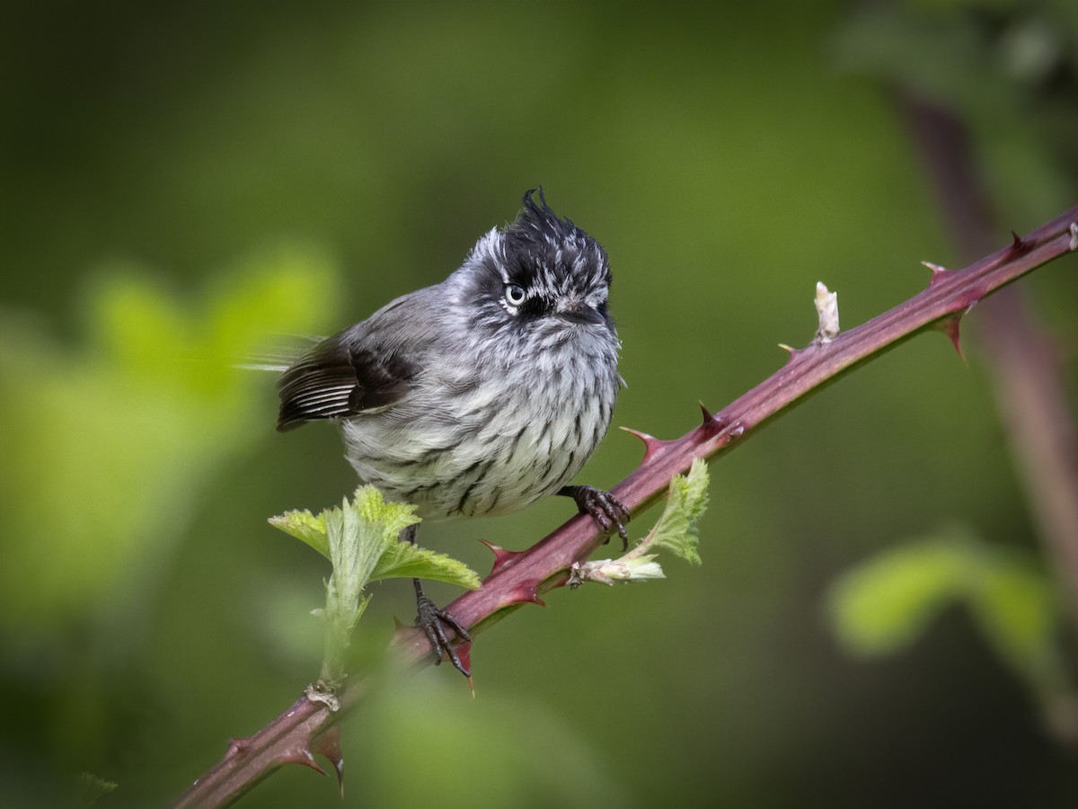 Tufted Tit-Tyrant - ML644044843