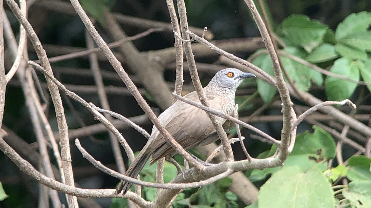 Brown Babbler - ML644044874
