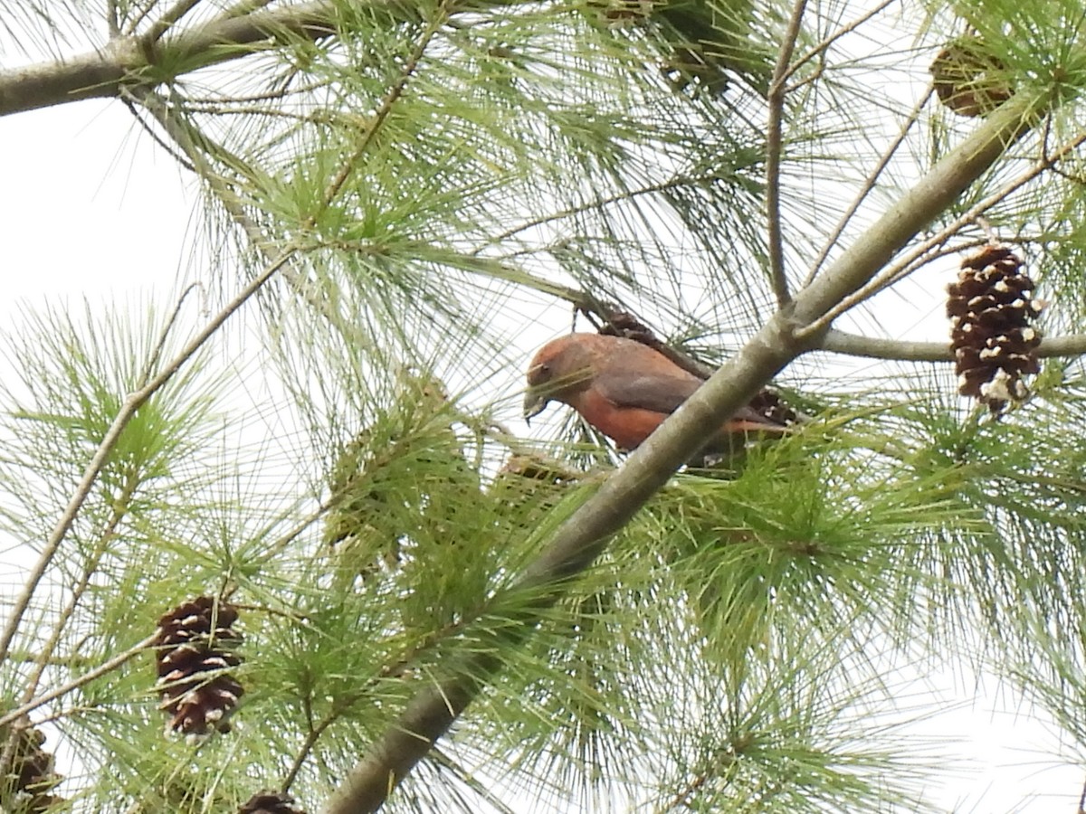 Red Crossbill - ML644044875